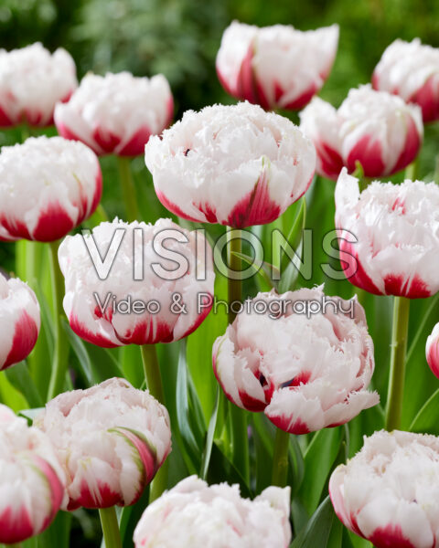 Tulipa Strawberry Snow