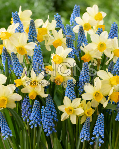 Narcissus Eaton Song, Muscari Blue Jack