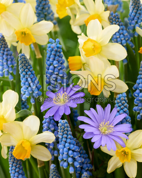 Narcissus Eaton Song, Muscari Blue Jack