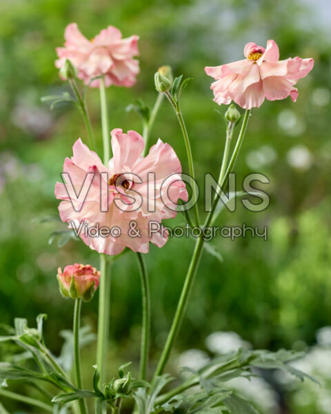 Ranunculus Rococo Pink Bicolour