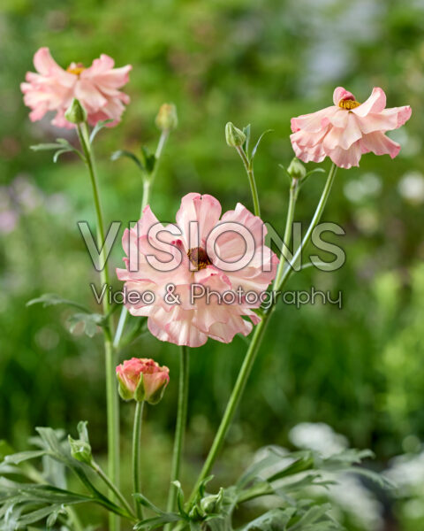 Ranunculus Rococo Pink Bicolour