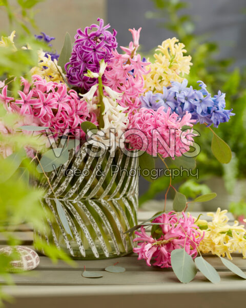Mixed hyacinths in vase