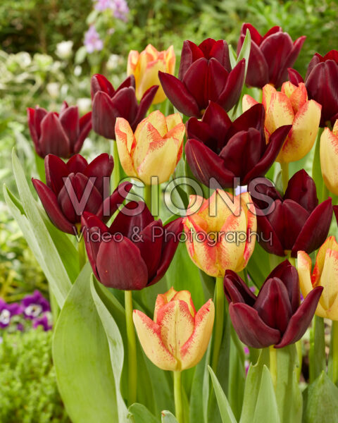 Tulipa Toendra, Fire Glow
