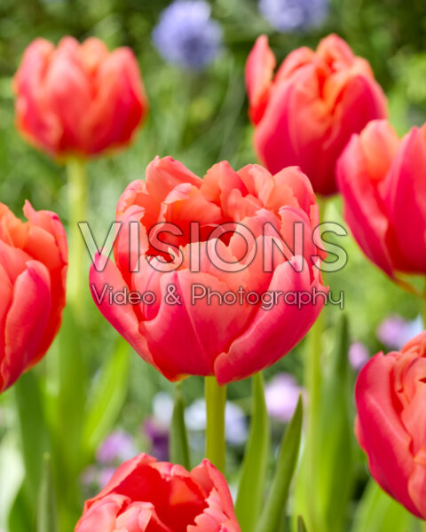 Tulipa Salmon Symbiose Tulipa Salmon Symbiose