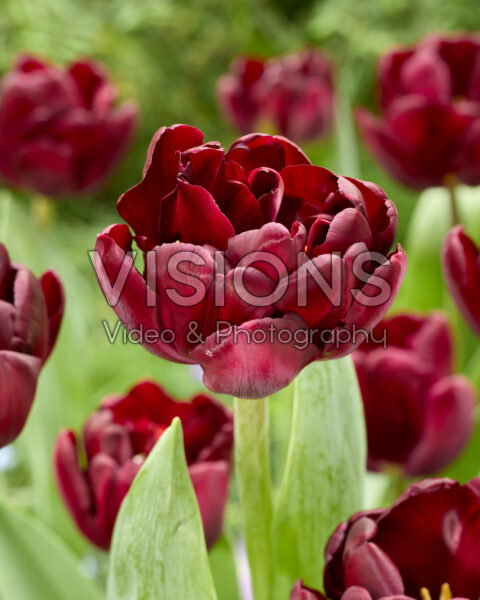 Tulipa Dark Soul