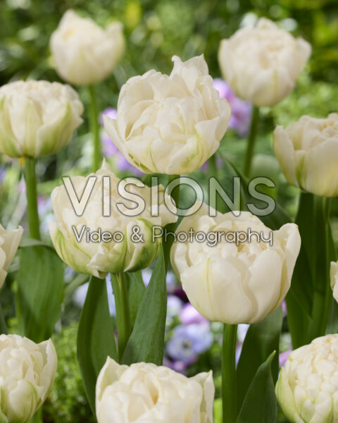 Tulipa Duchess