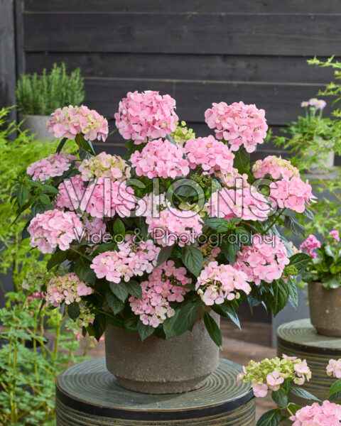 Hydrangea French Bolero Pink