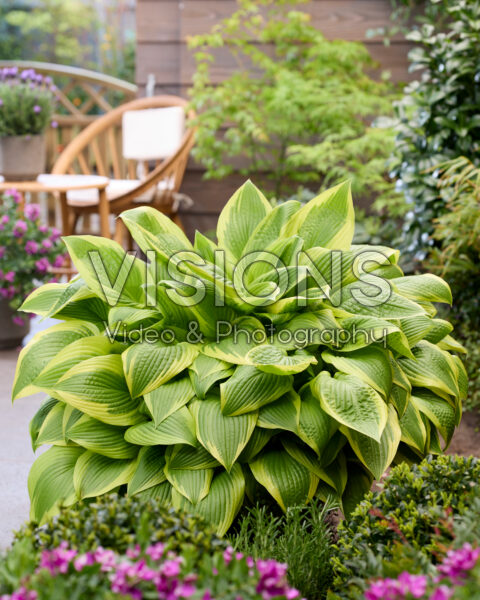 Hosta Percy