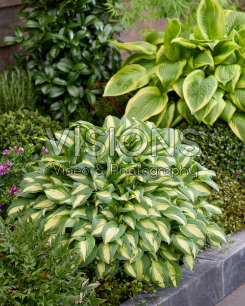 Hosta Little Treasure