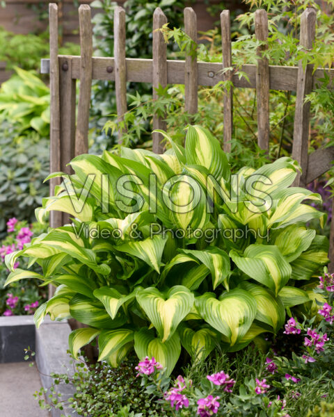 Hosta Sea Thunder