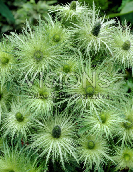 Eryngium zabelii Donard Variety Eryngium zabelii Donard Variety