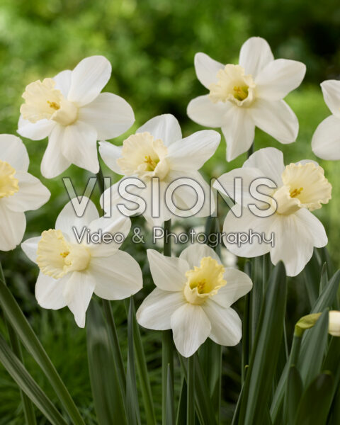 Narcissus Watch Up