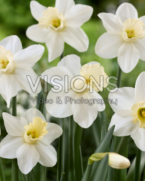 Narcissus Watch Up