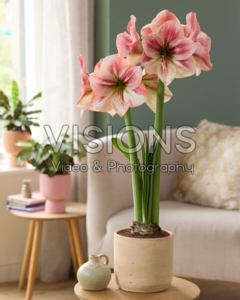 Hippeastrum Provence