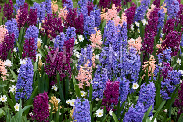 Hyacinthus Blue Jacket, Woodstock Hyacinthus Blue Jacket, Woodstock