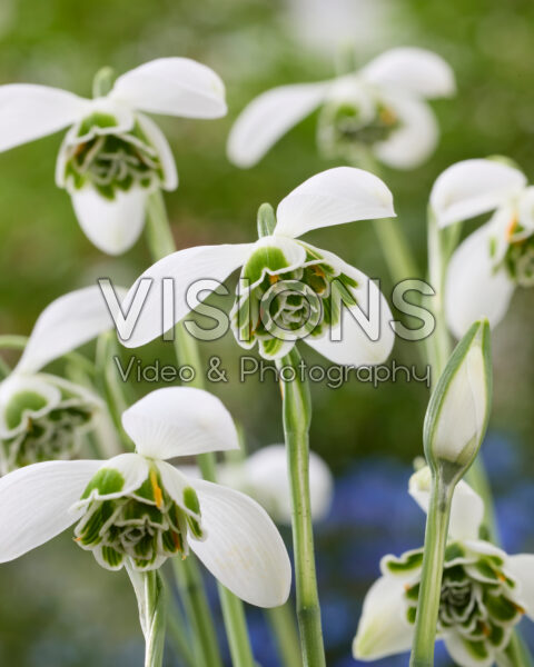Galanthus Hippolyta Galanthus Hippolyta