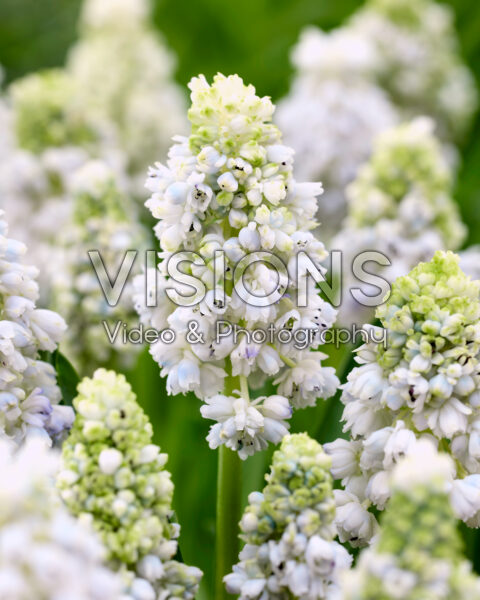 Muscari Nature’s Beauty Muscari Nature’s Beauty
