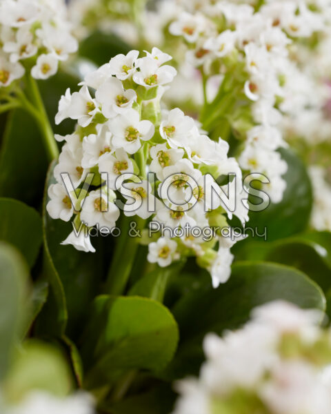 Bergenia Diamond Drops Bergenia Diamond Drops