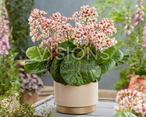 Bergenia ciliata Dumbo Bergenia ciliata Dumbo