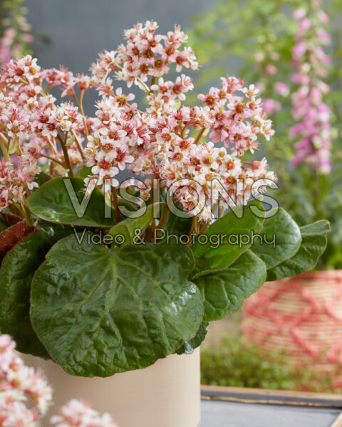 Bergenia ciliata Dumbo Bergenia ciliata Dumbo