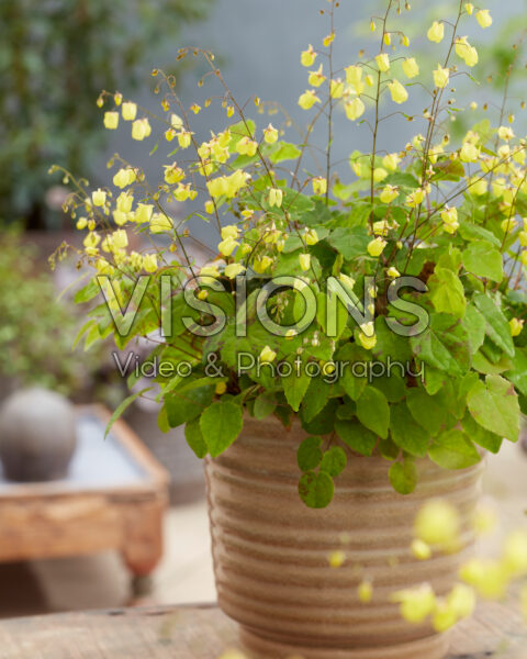 Epimedium Sunny and Share Epimedium Sunny and Share