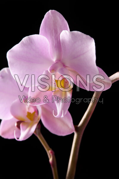 Phalaenopsis