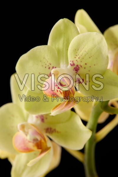 Phalaenopsis Phalaenopsis