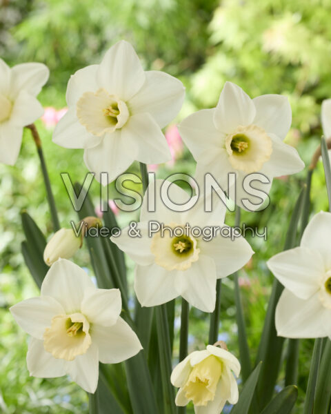 Narcissus Arctic Power Narcissus Arctic Power