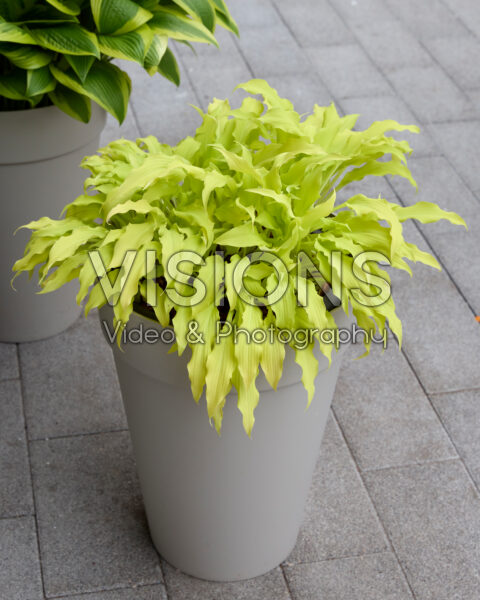 Hosta Wiggles and Squiggles Hosta Wiggles and Squiggles