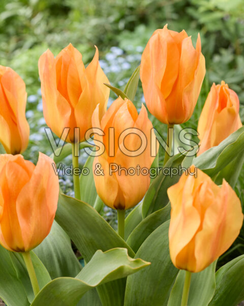 Tulipa Orange Princeps