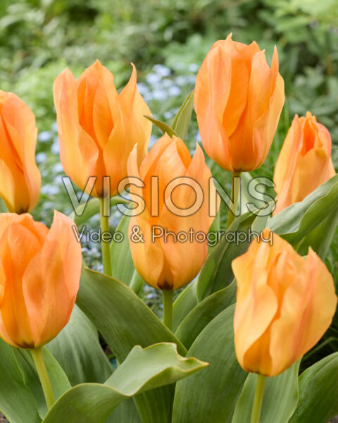 Tulipa Orange Princess Tulipa Orange Princess