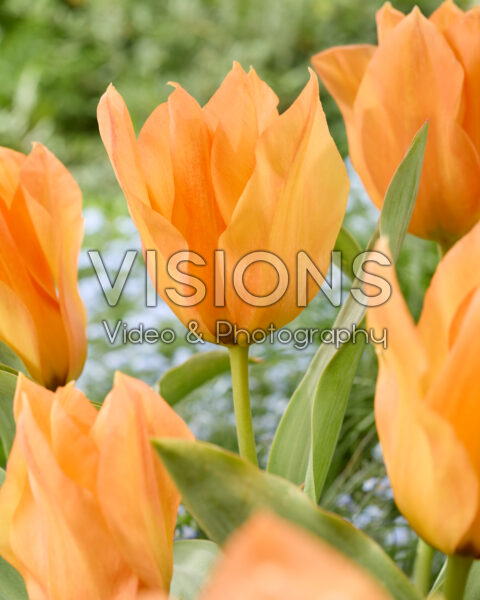 Tulipa Orange Princess Tulipa Orange Princess