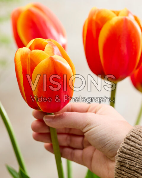 Tulp Dafeng Tulp Dafeng
