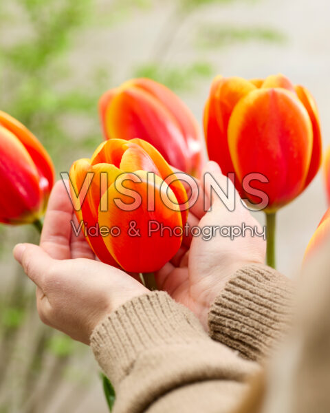 Tulipa Dafeng
