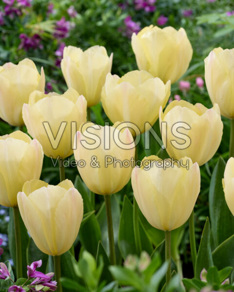 Tulipa Ivory van Eijk