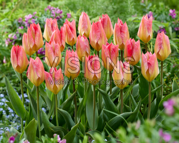 Tulipa Flaming Fantasy Tulipa Flaming Fantasy