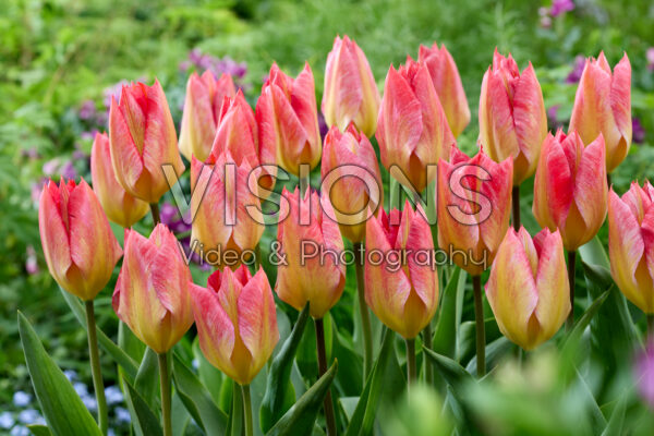 Tulipa Flaming Fantasy Tulipa Flaming Fantasy
