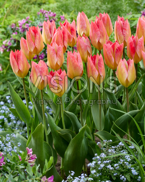 Tulipa Flaming Fantasy Tulipa Flaming Fantasy