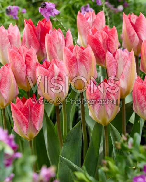 Tulipa Flaming Purissima