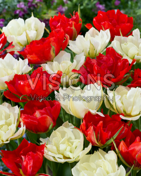 Tulipa White Valley, Love Valley
