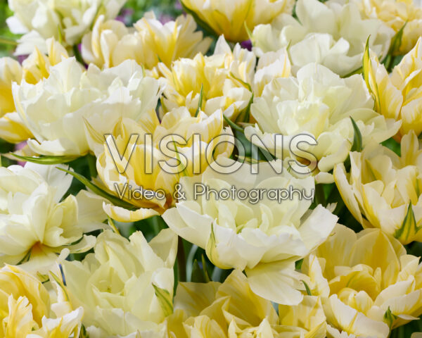 Tulipa White Valley, Sweet Valley