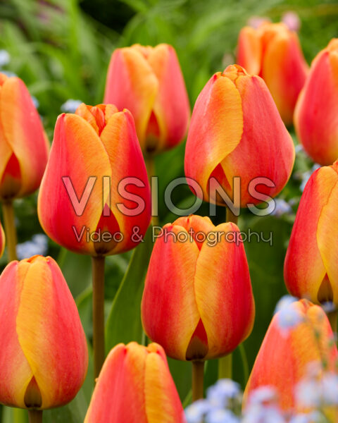 Tulipa Apeldoorn's Elite