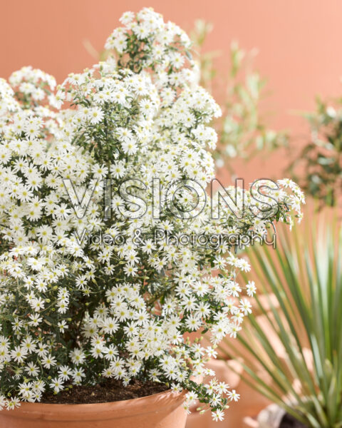 Olearia phlogopappa Spring Bling Olearia phlogopappa Spring Bling