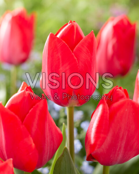 Tulipa Red van Eijk