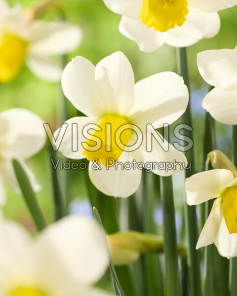 Narcissus Corina