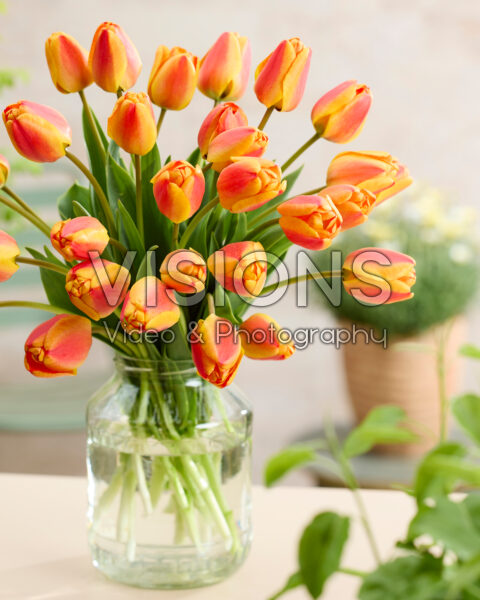 Tulipa Apeldoorn's Elite Tulipa Apeldoorn's Elite