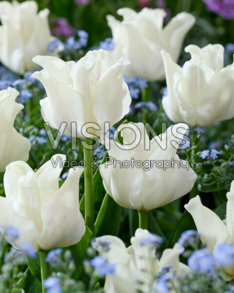 Tulipa White Liberstar