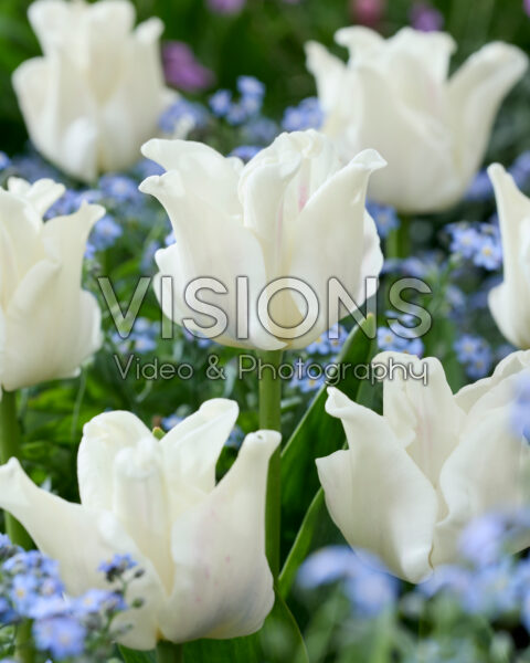 Tulipa White Liberstar