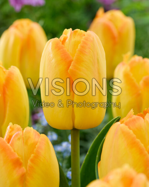 Tulipa Yellow Pride