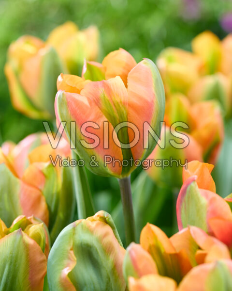 Tulipa Orange Marmelade